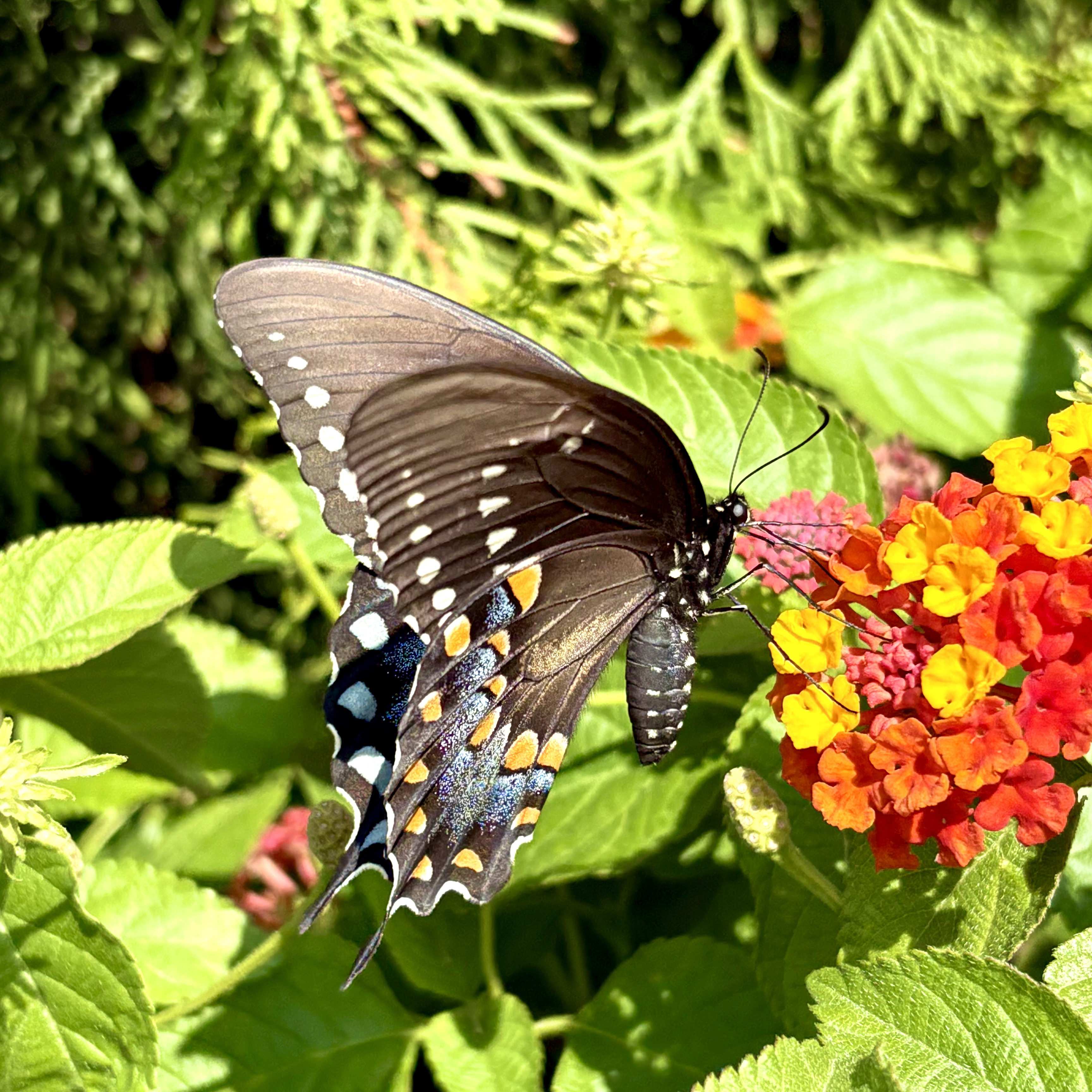 A picture of a spicebush swallowtail that truly has nothing to do with the essay.