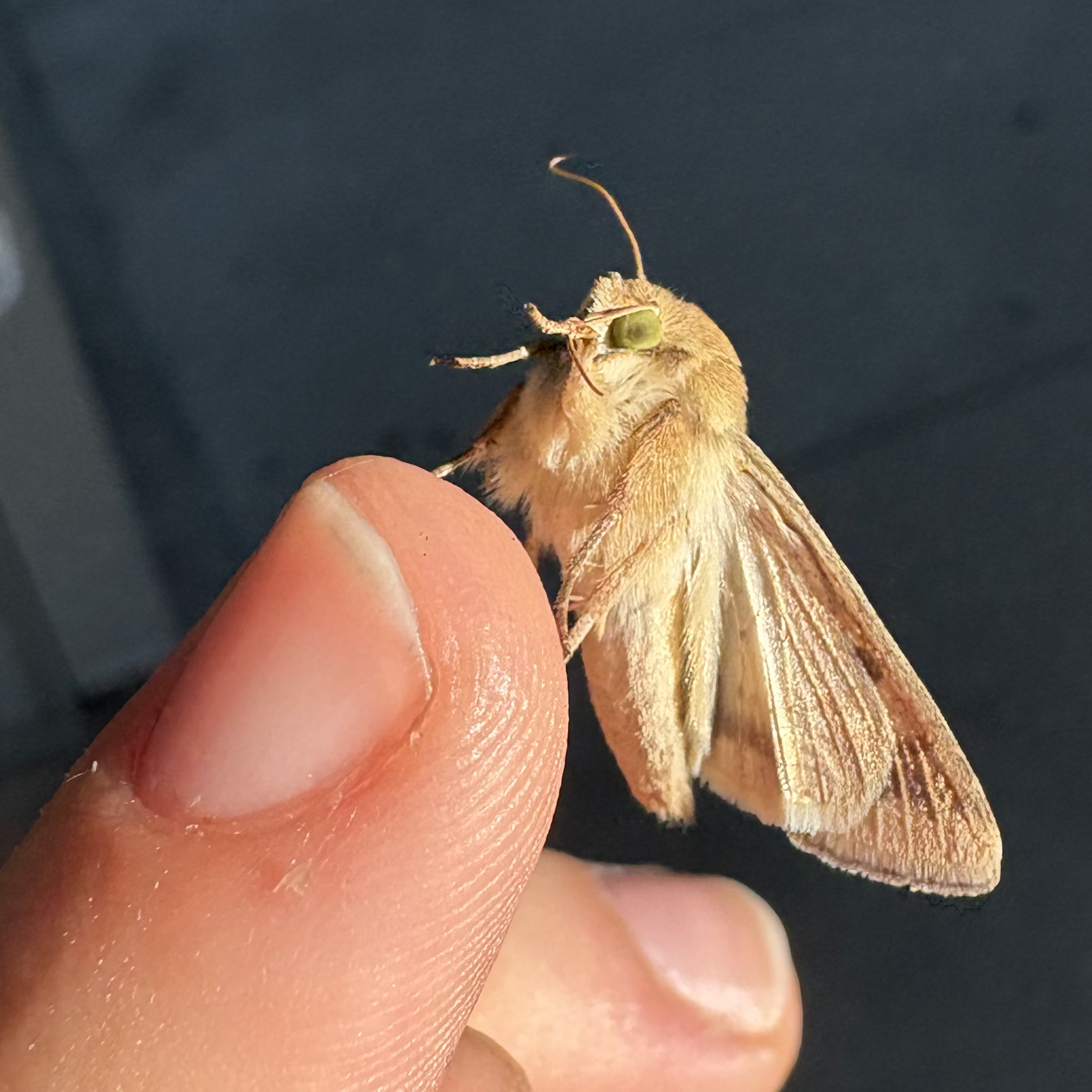 A very fluffy corn earworm moth perched on my finger