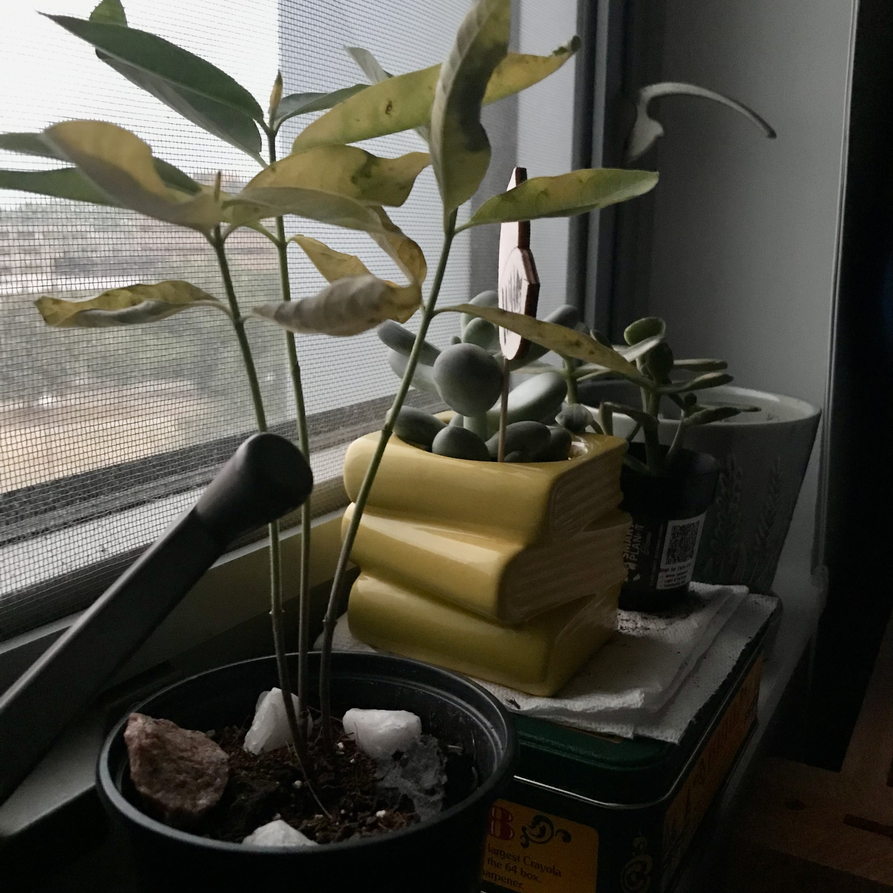 Picture of my succulent Brad