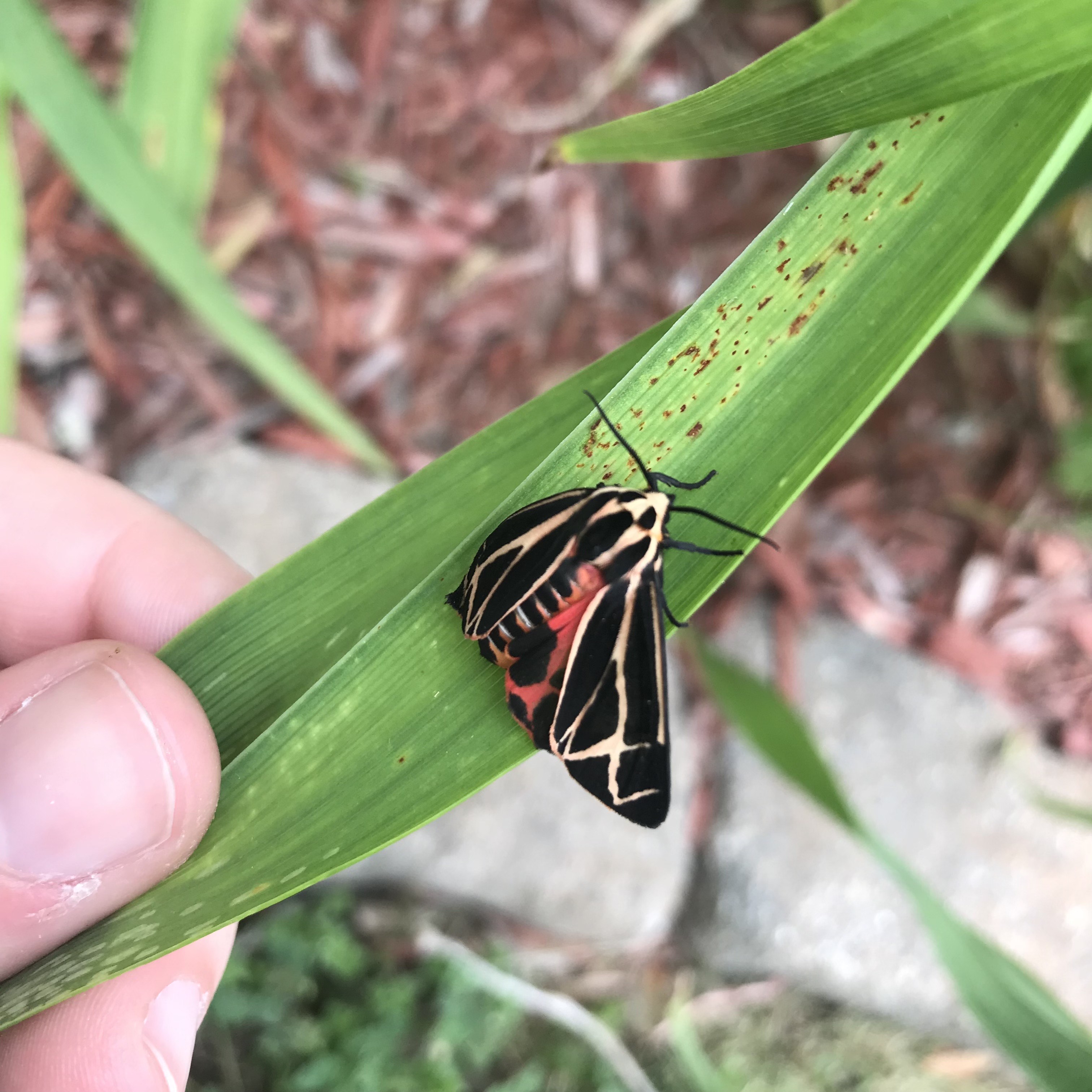 Picture of my favorite species of moth, Apantesis phalerata, on a plant in my front yard