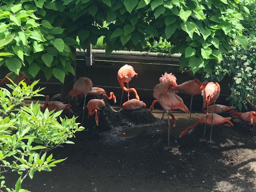 Flamingos, taken at Toledo Zoo unfortunately. Wish I could say its from Cincy!
