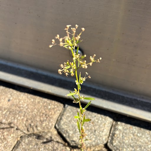 A picture of horsebane (you'll have to read the essay to understand its significance)